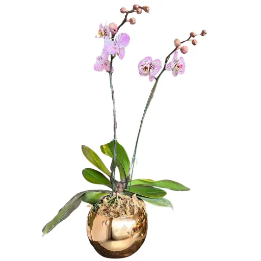 Orquidea phaleanopsis xxii